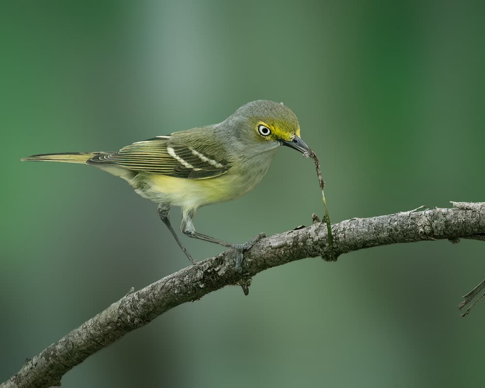 Small Bird With Worm by Robert Zhang — canvas wall art