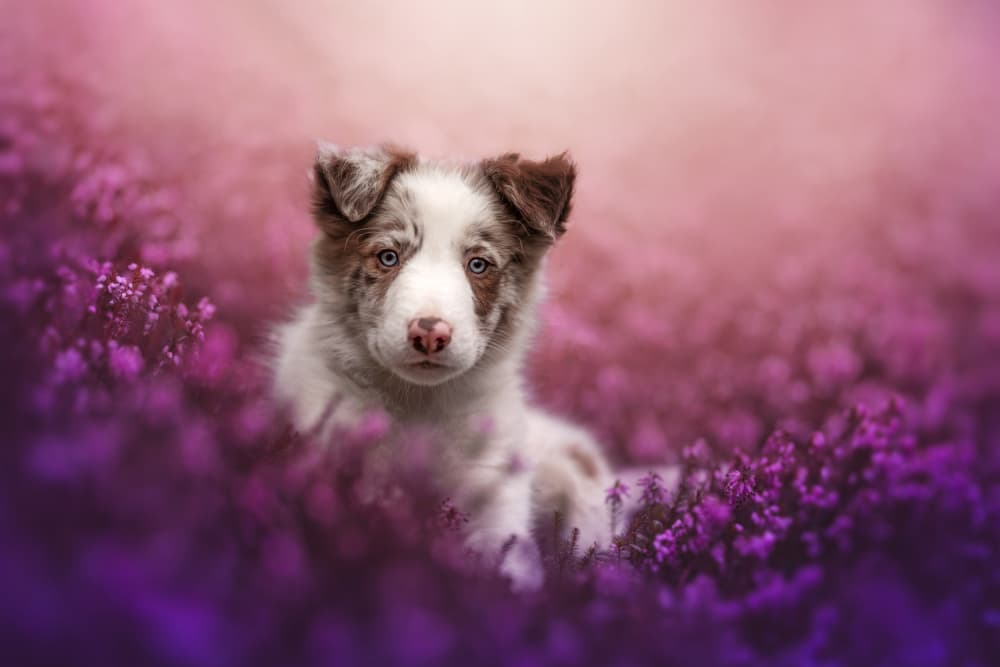 Sweet Puppy in Heather by Ve Shandor — canvas wall art