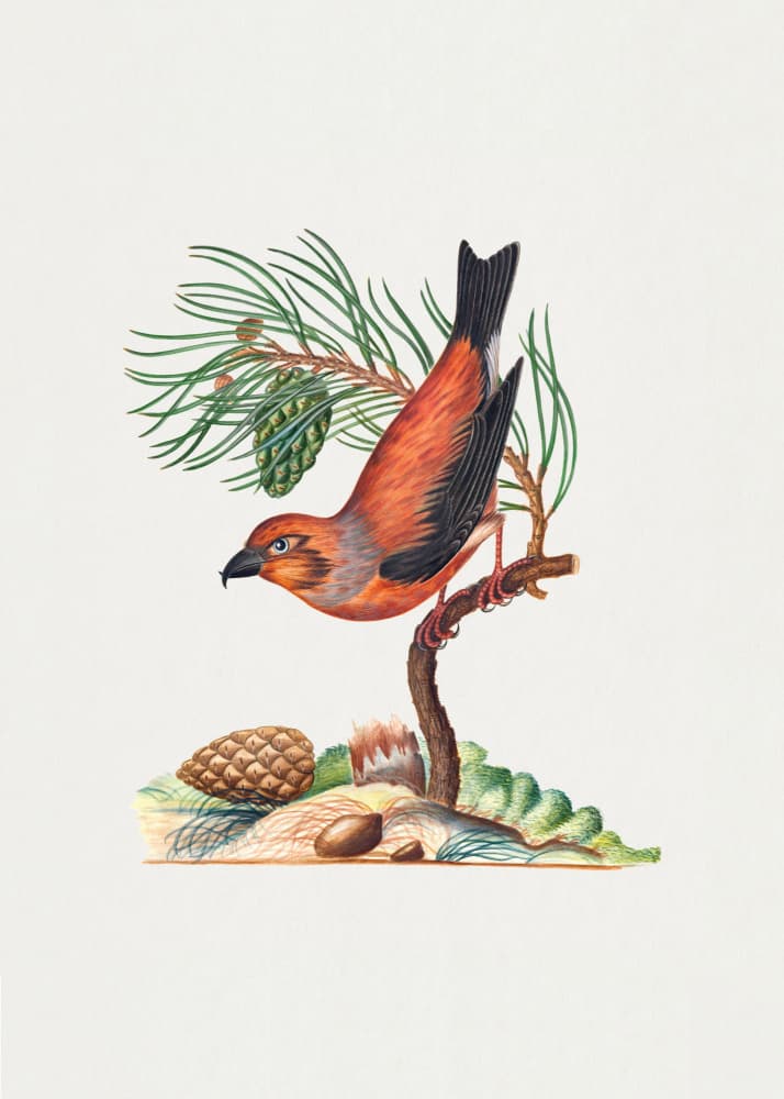 Red Crossbill by James Bolton — canvas wall art