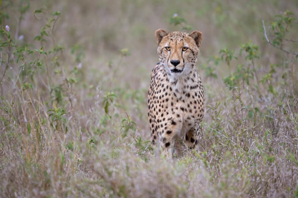 Wild Cheetah Gaze by Marco Pozzi — canvas wall art