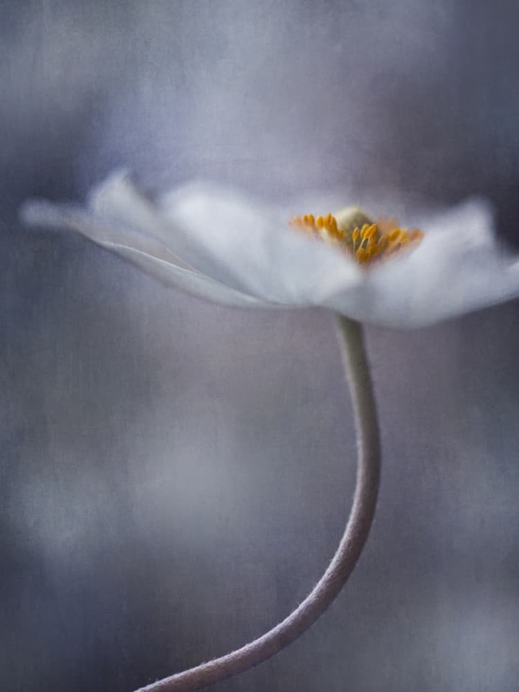 Graceful White Bloom