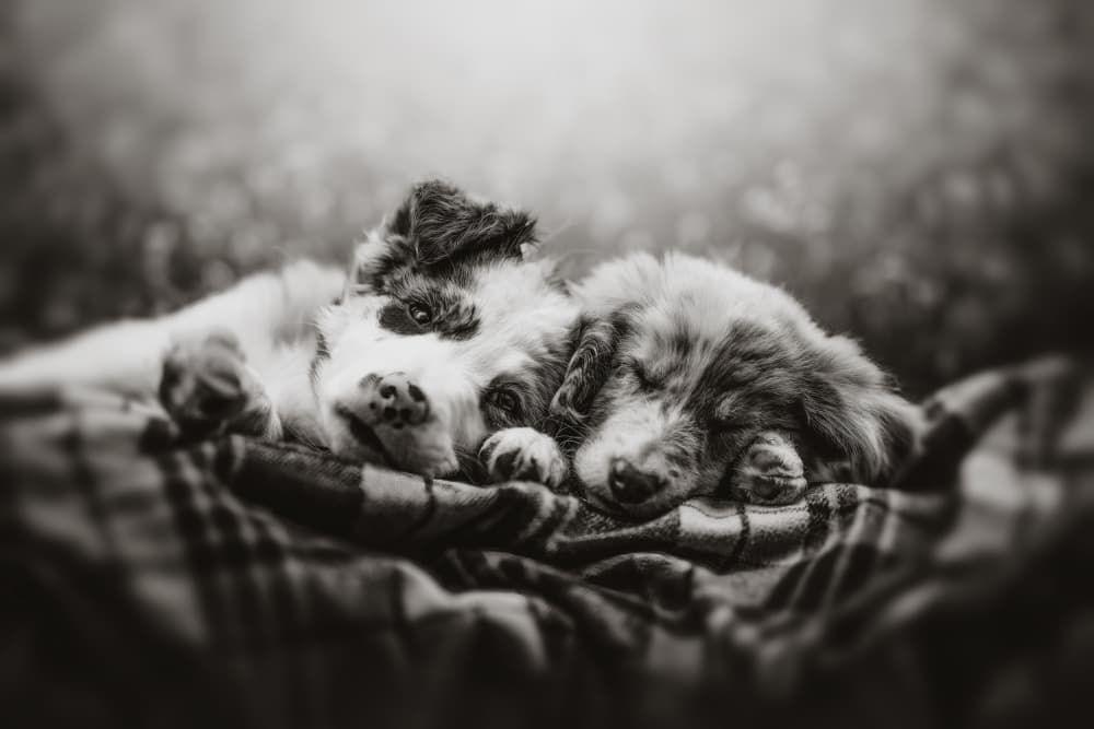 Sweet Puppy Dreams by Ve Shandor — canvas wall art
