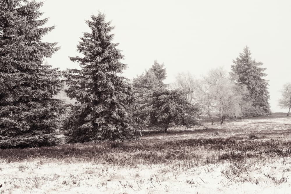 Serene Winter Landscape by Bilge Paksoylu — canvas wall art