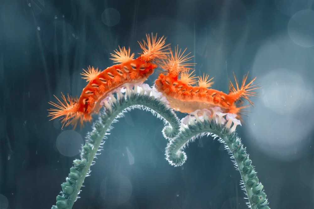 Vibrant Orange Caterpillars by Abdul Gapur Dayak — canvas wall art