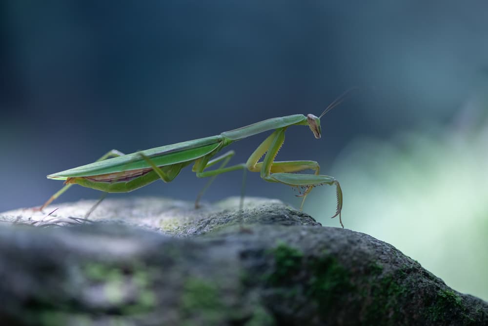 Praying Mantis Perched by Ivy Deng — canvas wall art