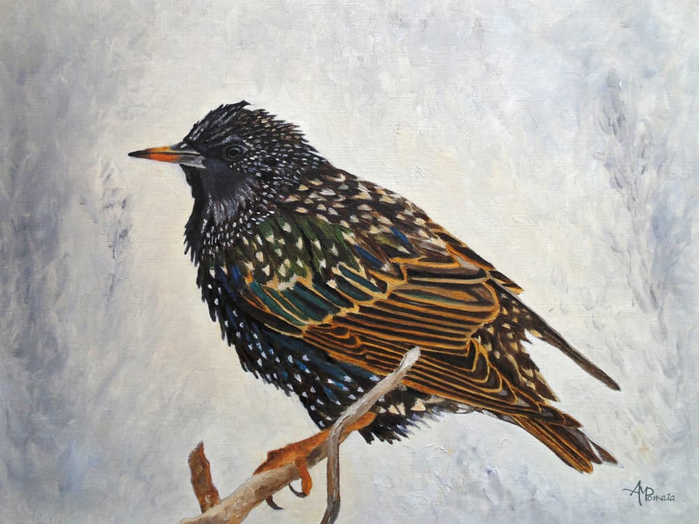 Vibrant European Starling by Angeles M. Pomata — canvas wall art