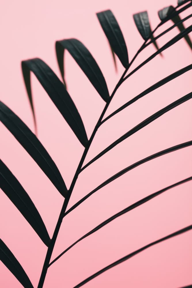 Pink Palm Leaf by Pictufy Studio III — canvas wall art