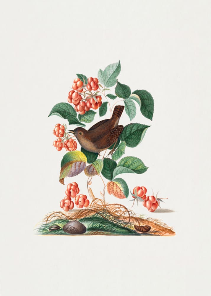 Eurasian Wren by James Bolton — canvas wall art
