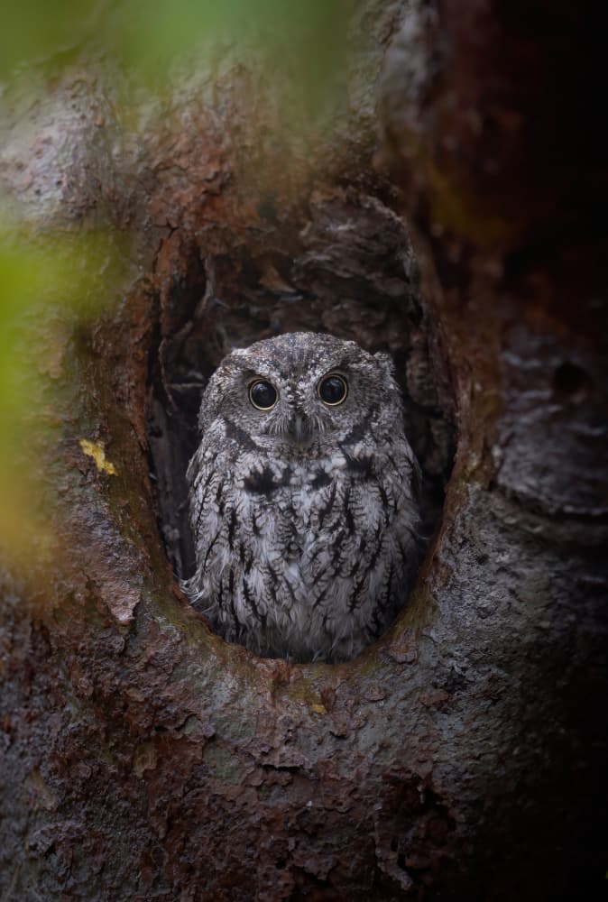 Watchful Forest Owl by Jinchao Lyu — canvas wall art