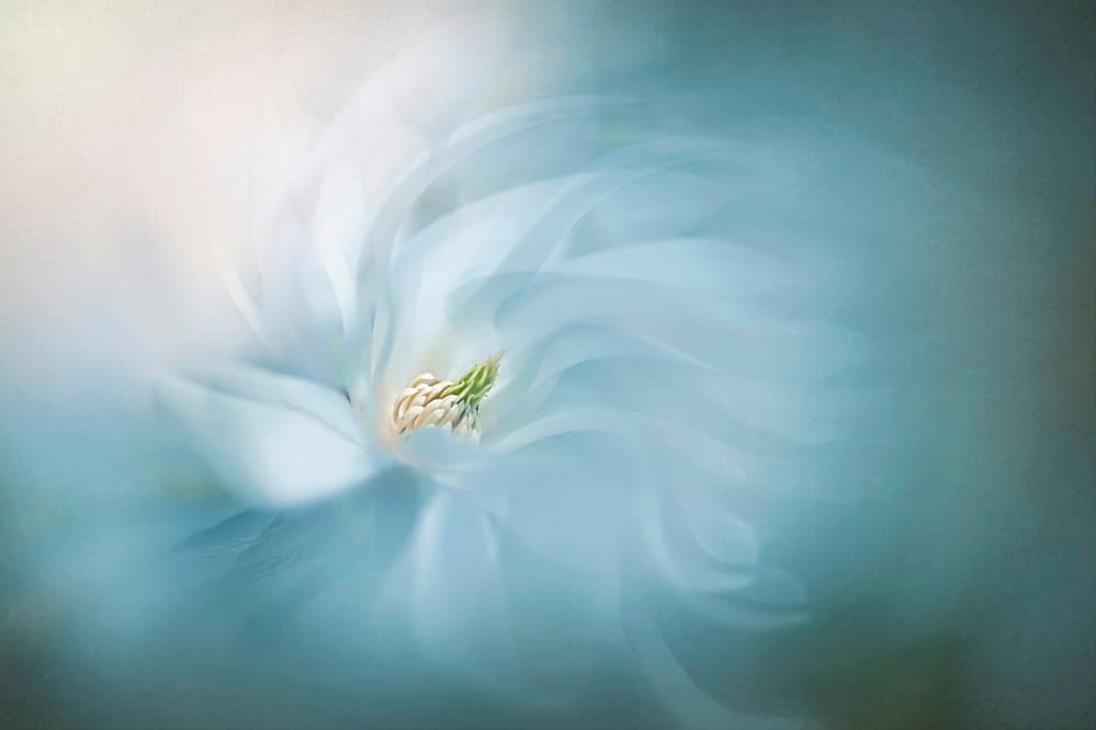 Floral Ballet by Jacky Parker — canvas wall art