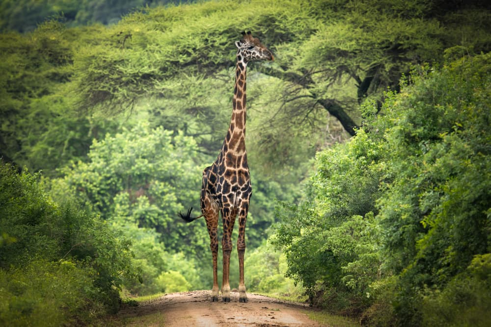 Majestic Safari Giraffe by Kirill Trubitsyn — canvas wall art