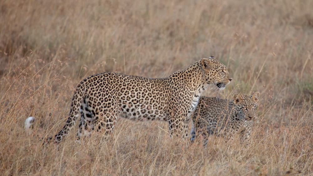 African Leopard Family by Alessandro Catta — canvas wall art