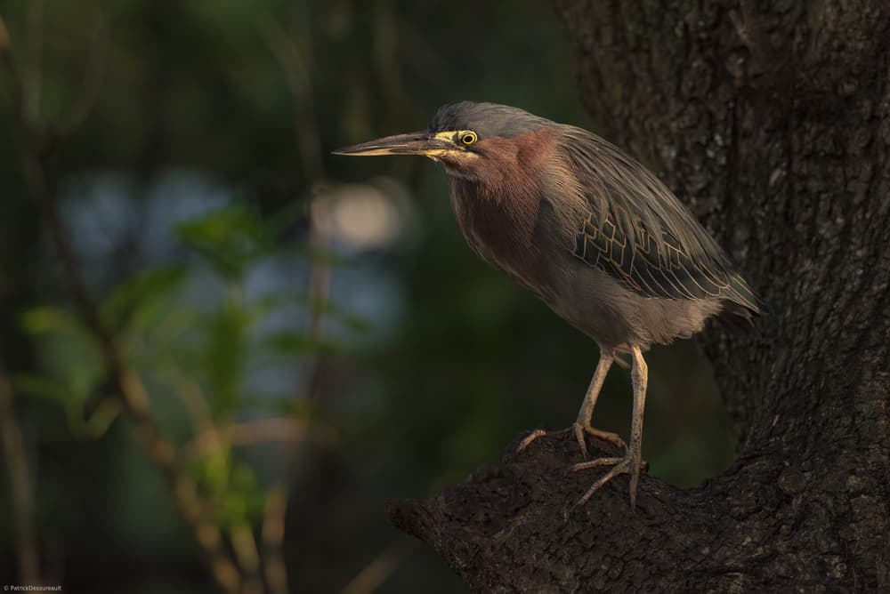 Green heron bird by Patrick Dessureault — canvas wall art