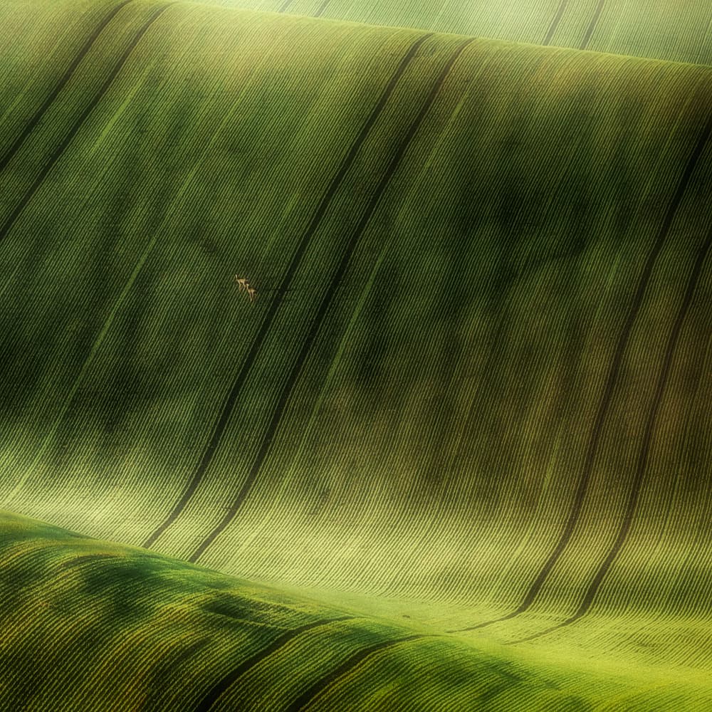 Green Hillside Patterns by Piotr Krol (Bax) — canvas wall art