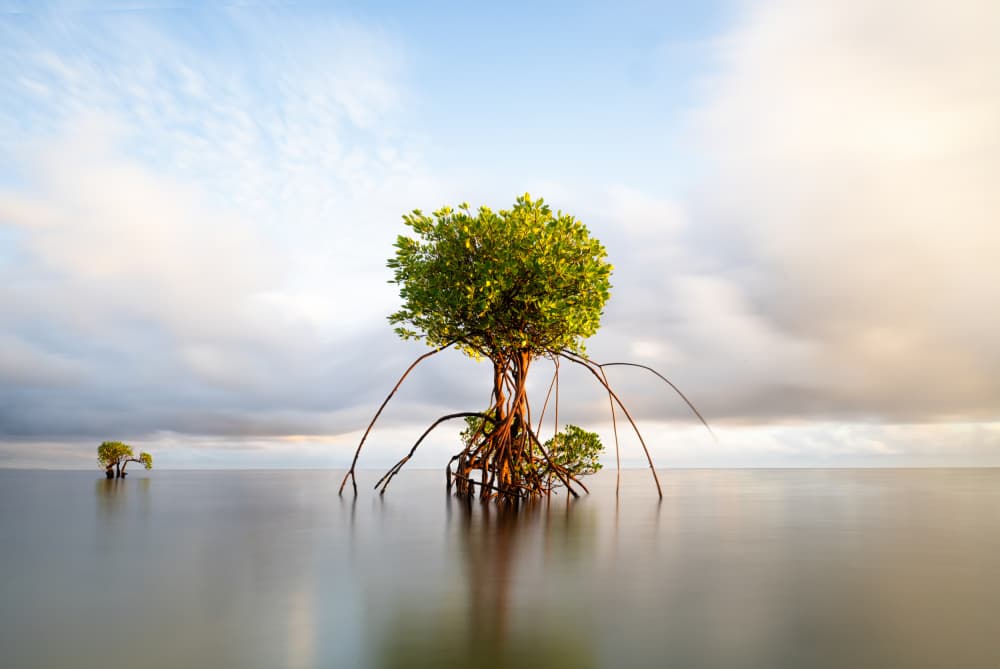 Mangrove Serenity by Wenjin Yu — canvas wall art