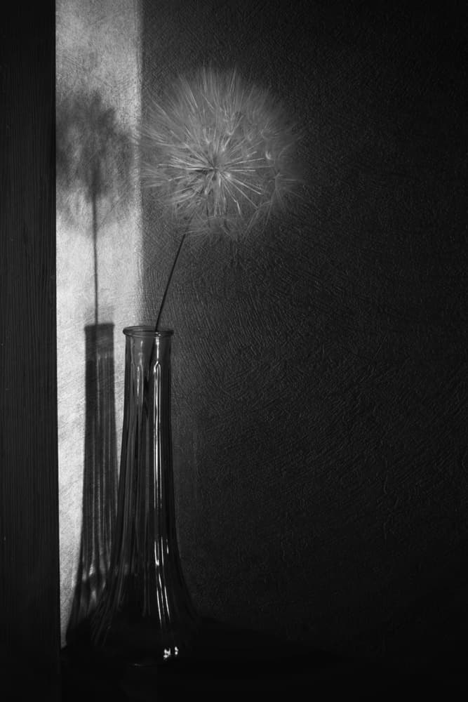 Dandelion Shadow Play by Cicek Kiral — canvas wall art