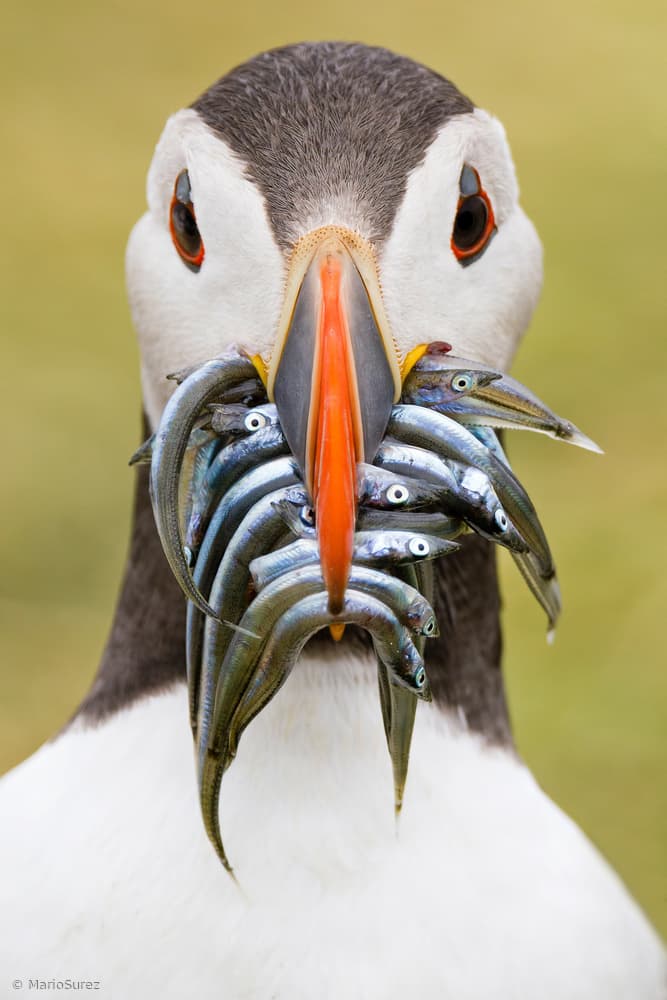 Puffin's Full Beak by Mario Suárez — canvas wall art