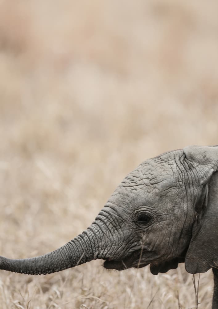Gentle Giant's Gaze by Shot by Clint — canvas wall art