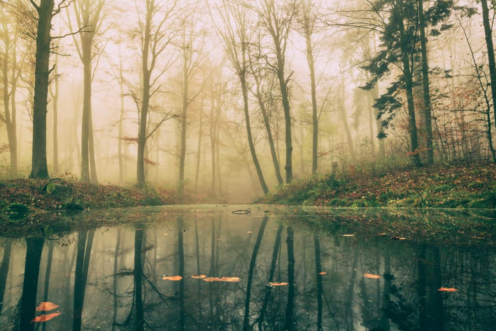 Misty Forest Reflections by Leif Løndal — canvas wall art