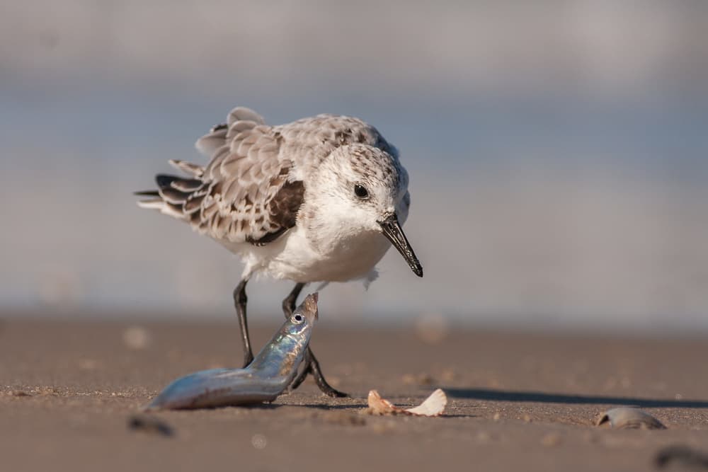 Sanderling's Beach Meal by Annie Keizer — canvas wall art