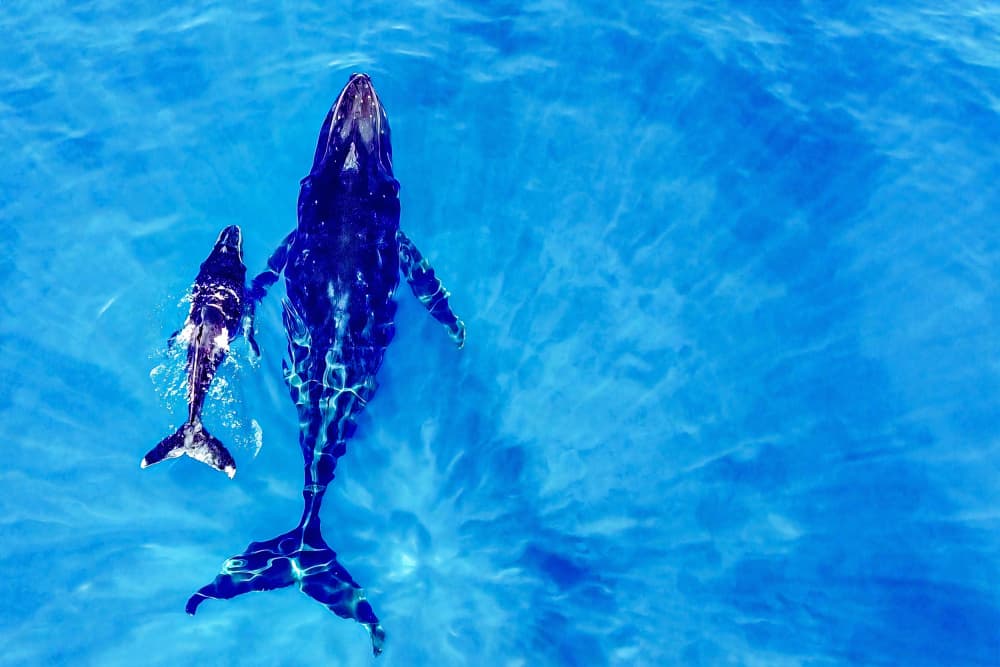 Humpback Whale Family by Serge Melesan — canvas wall art