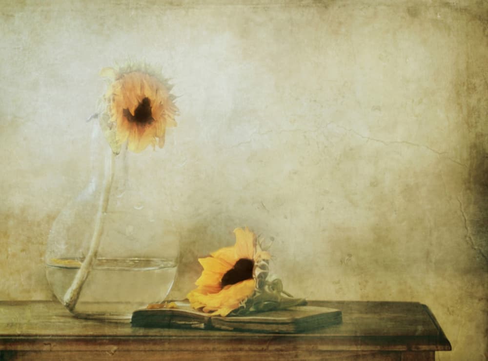 Quiet Autumn Sunflowers by Delphine Devos — canvas wall art