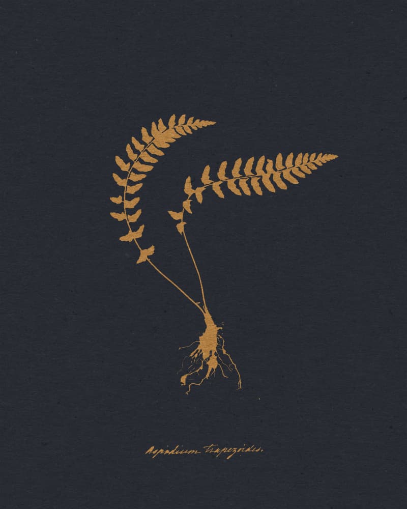 Golden Fern Illustration by Wild Violets — canvas wall art