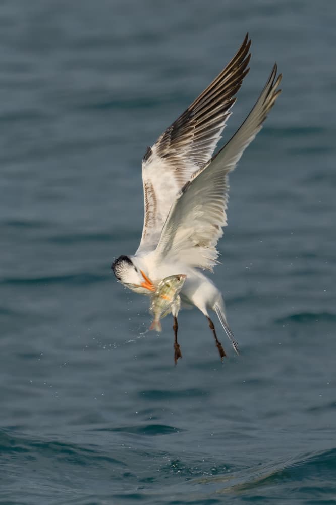 Seabird Catching Fish by John Fan — canvas wall art