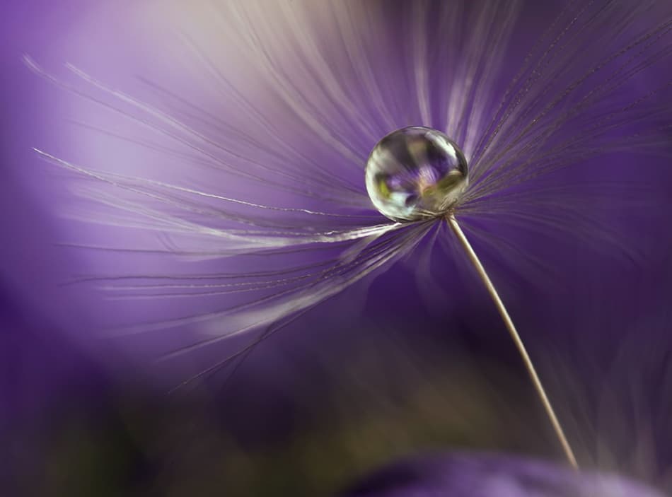 Purple Dandelion Drop by Heidi Westum — canvas wall art