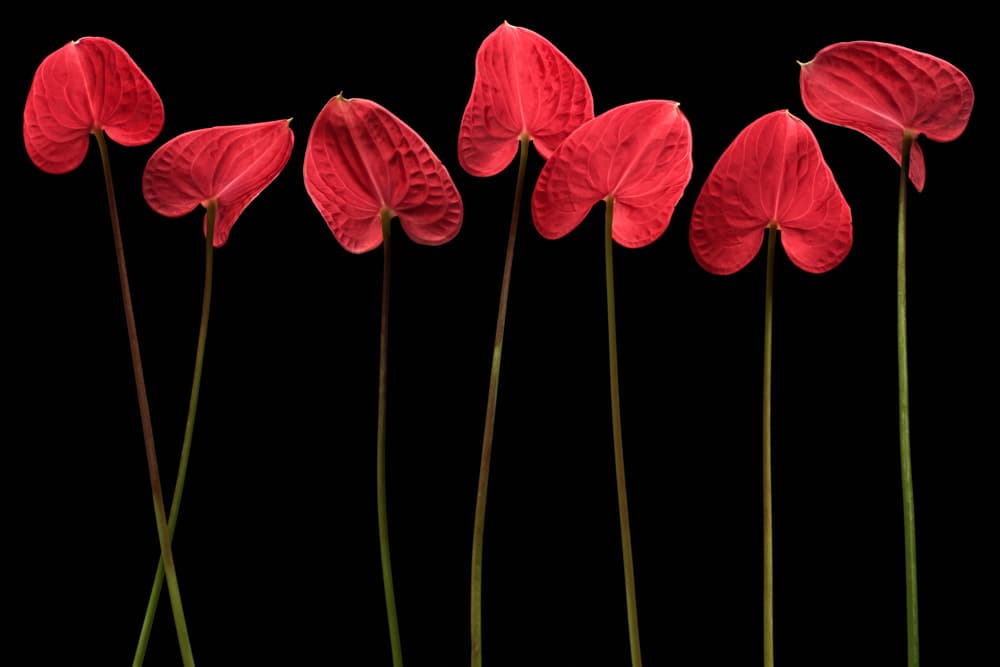 Elegant Red Anthuriums by Floriana Barbu — canvas wall art