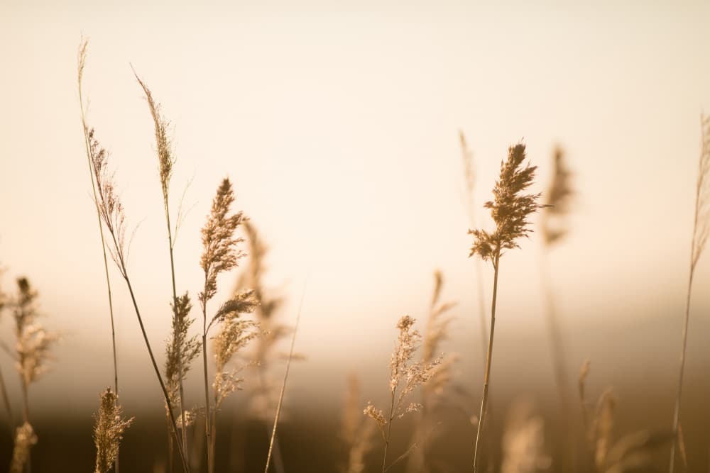 Soft Golden Reeds by Crystal Lynn Collins — canvas wall art