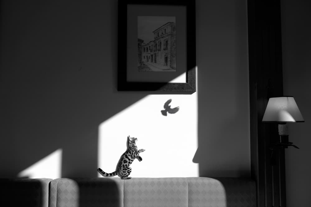 Curious Cat Bird Shadow by Giorgio Pizzocaro — canvas wall art