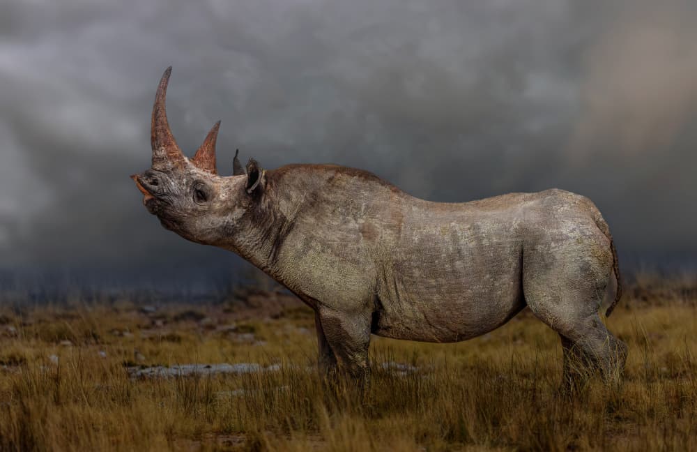Ancient Rhino Under Storm by Jannes Drotsky — canvas wall art