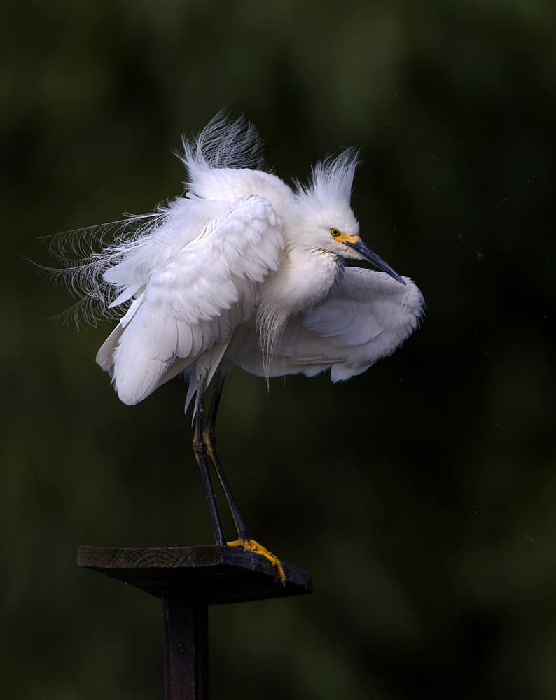 Ruffled Snowy Egret by verdon — canvas wall art