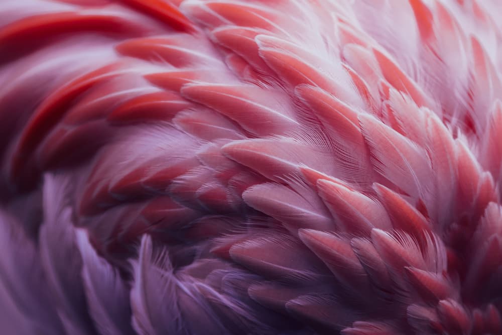 Vibrant Flamingo Feathers by Angyalosi Beáta — canvas wall art