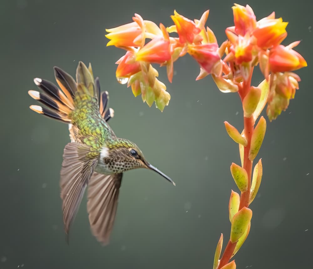 Hummingbird Nectar Flight by Yuan Su — canvas wall art