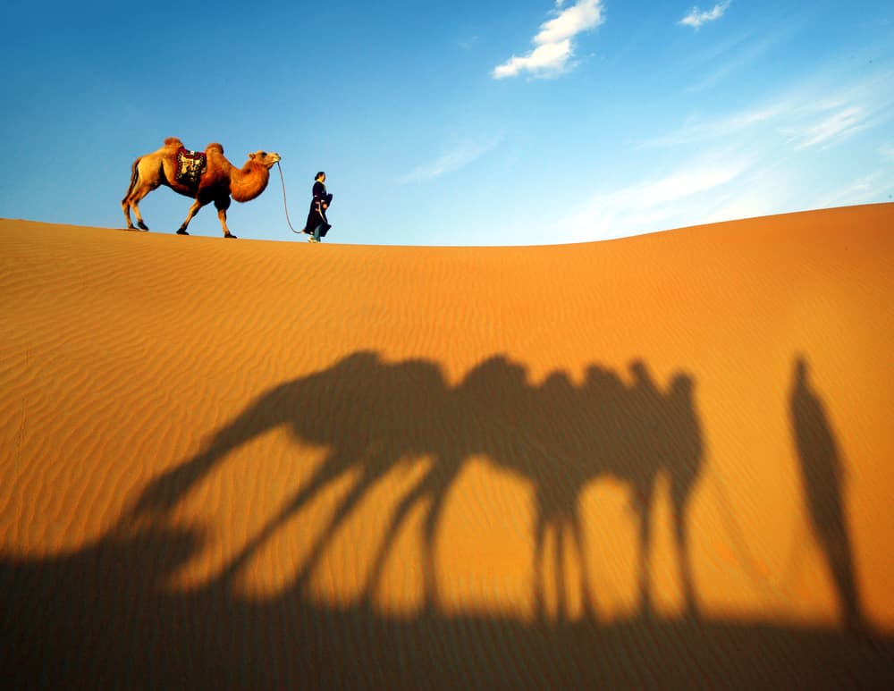 Desert Camel Journey by Adam Wong — canvas wall art