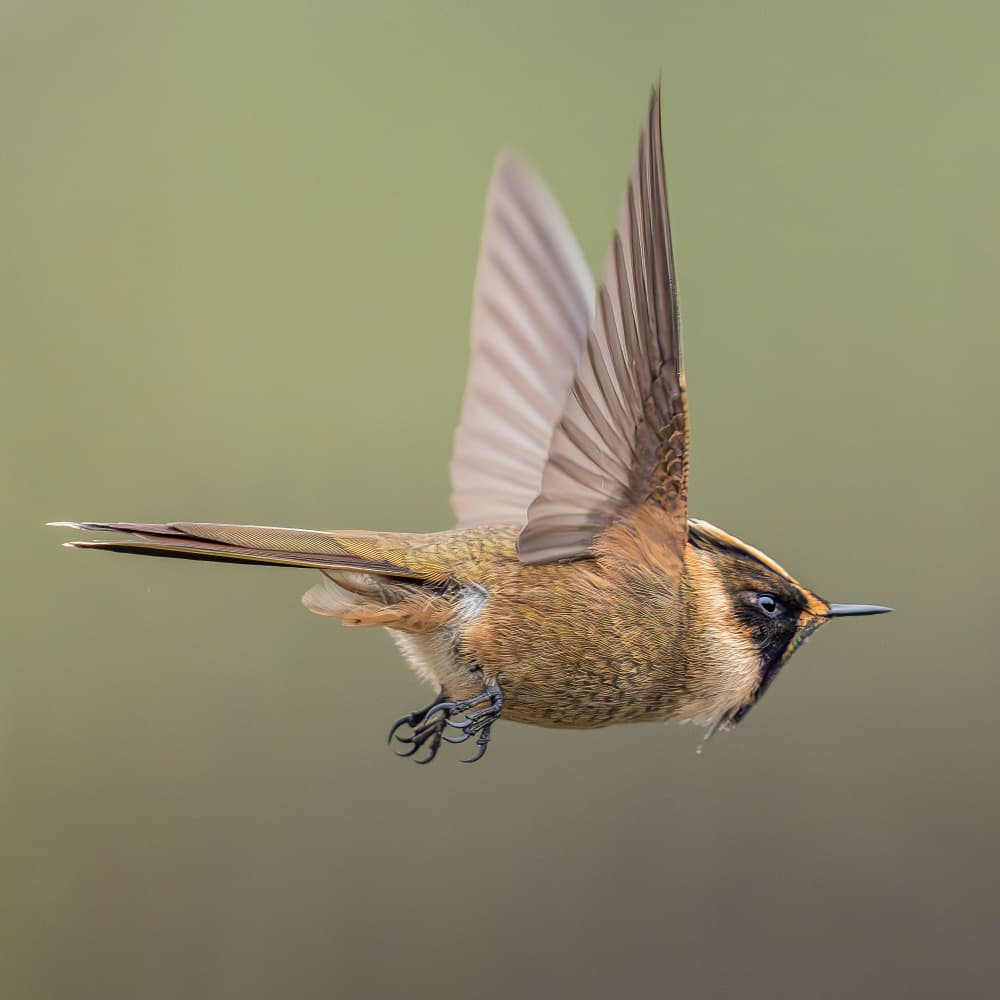 Agile Bird Flight by Lisandro PEREZ — canvas wall art