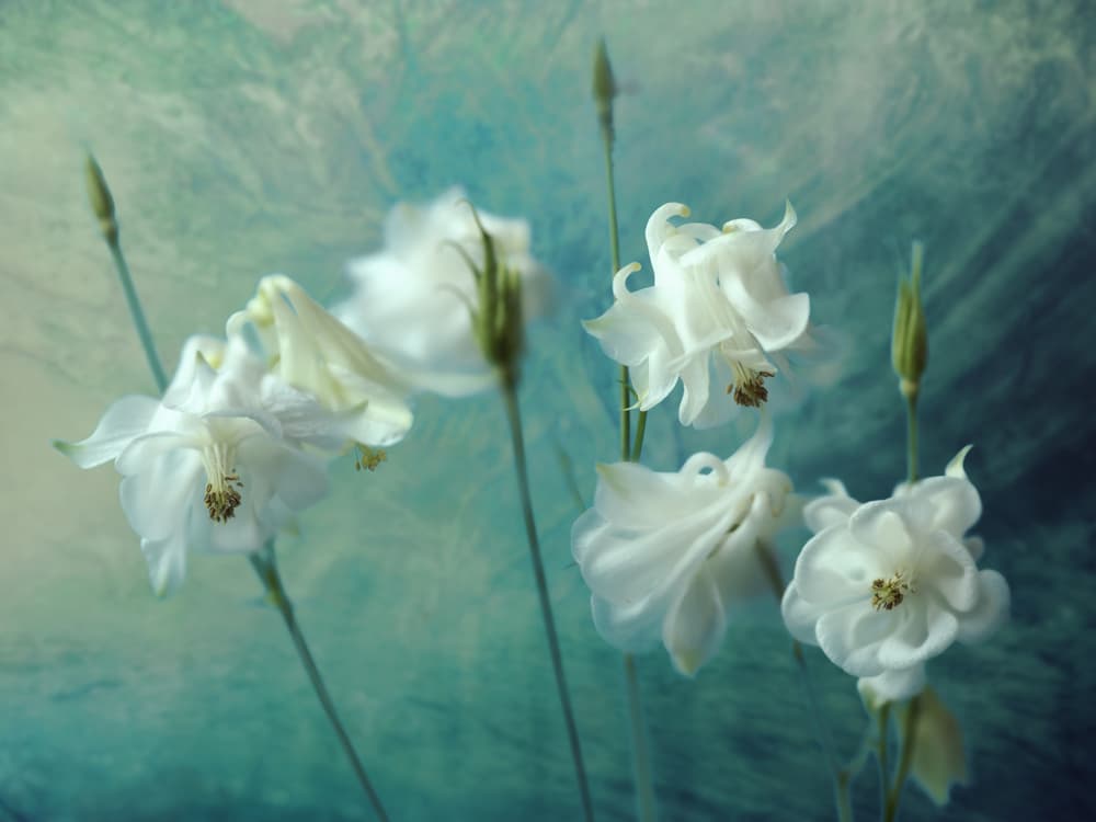Graceful White Blooms by Mike Kreiten — canvas wall art
