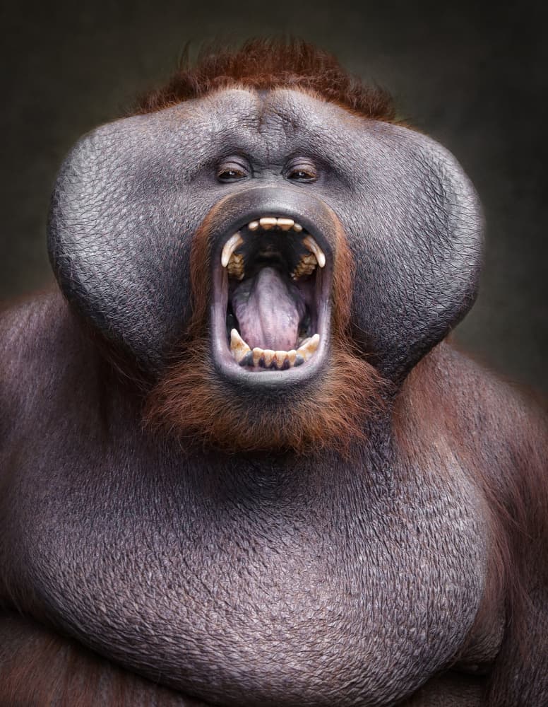 Powerful Orangutan Roar by Carles Just — canvas wall art