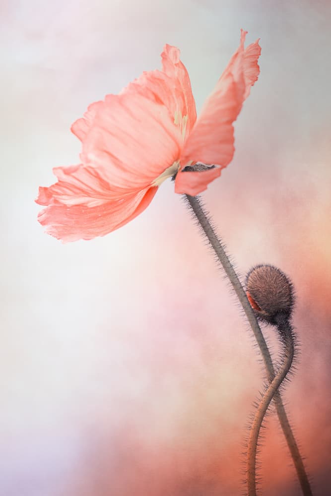 Gentle Pink Poppy by Lenka — canvas wall art