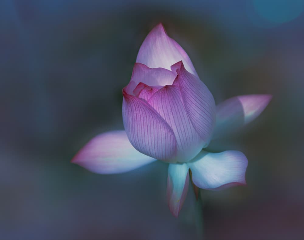 Ethereal Lotus Bloom by Yuzheng Ren — canvas wall art