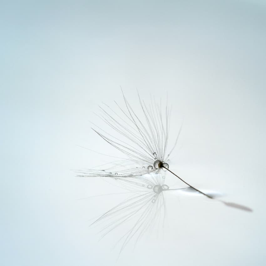 Dandelion Seed Reflection by Mathieu Irthum — canvas wall art