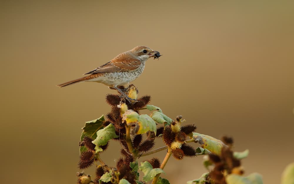 Wild Bird with Insect by Assaf Gavra — canvas wall art