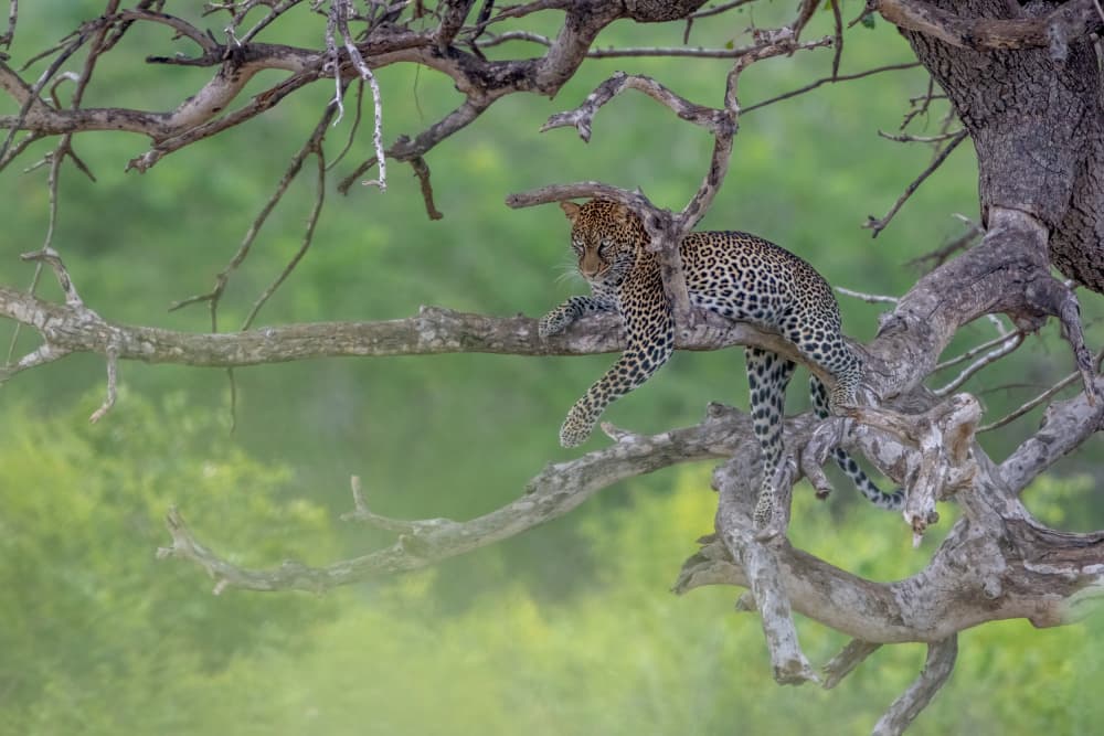 Wild Leopard on Branch by Alessandro Catta — canvas wall art