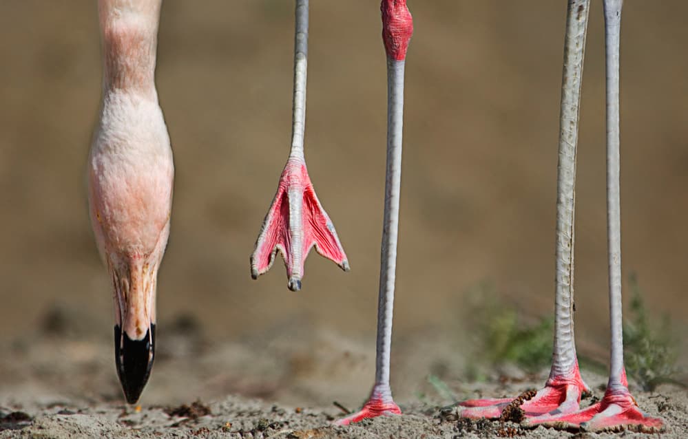 Pink Flamingo Legs by bernadette Nooij — canvas wall art