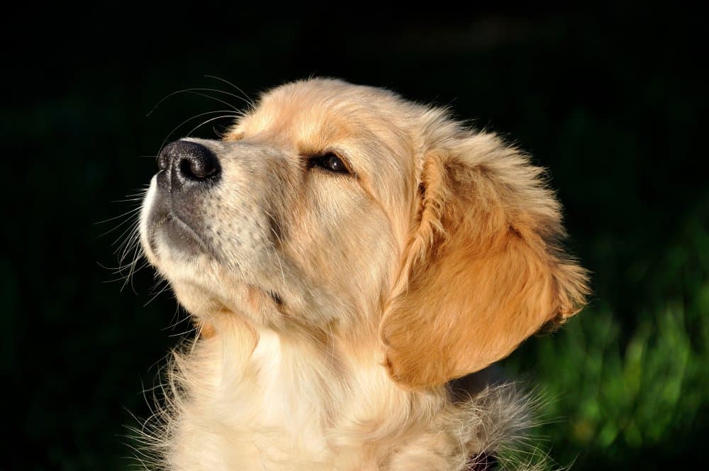 Sweet Puppy Portrait by Annalisa Bontempi — canvas wall art