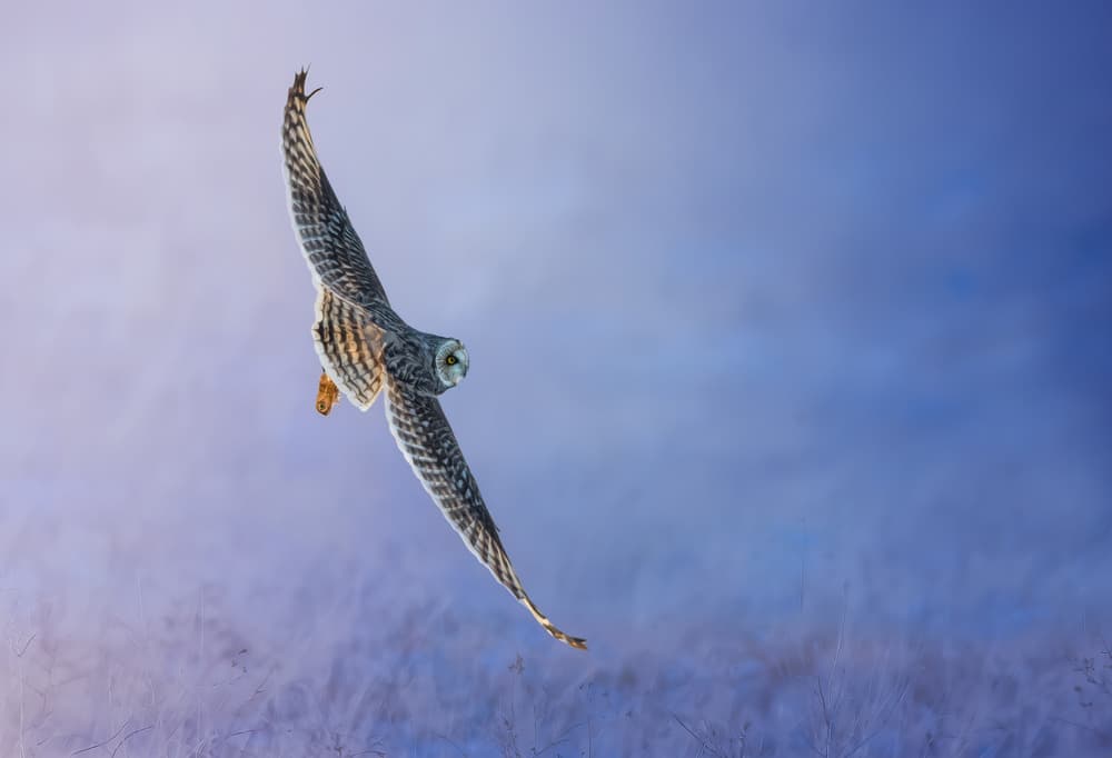 Soaring Winter Owl by Tao Huang — canvas wall art