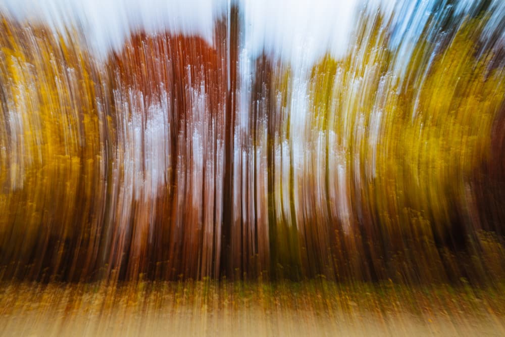 Vibrant Autumn Woods by Adrian — canvas wall art