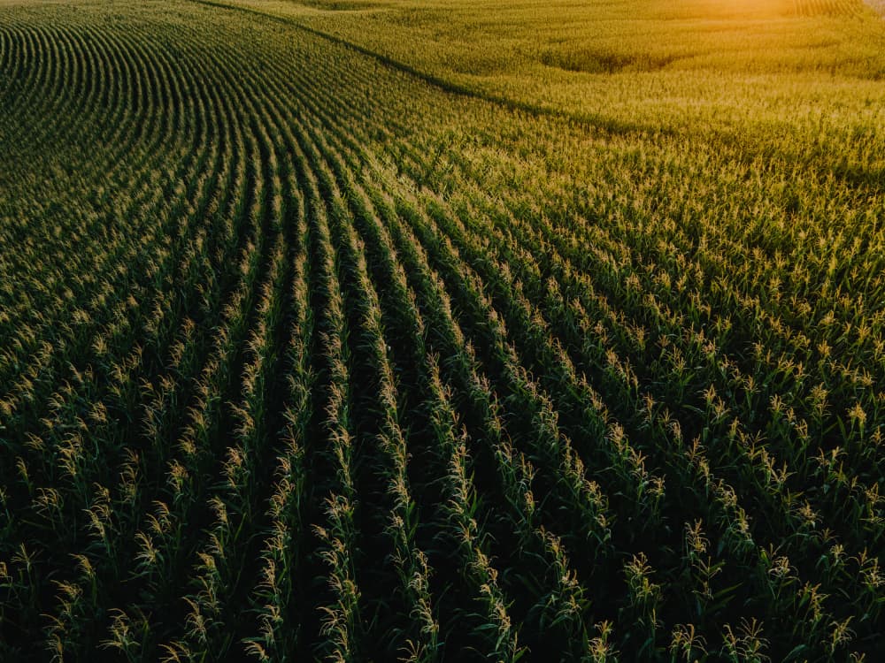 Golden Corn Field Rows